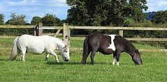Horses and Ponies for Homing