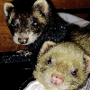 Rodents, Reptiles and Ferrets for Homing