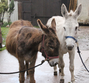 Animal Sanctuary In Manchester