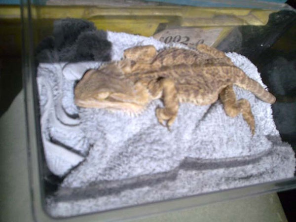 1-bearded-dragon-not-cared