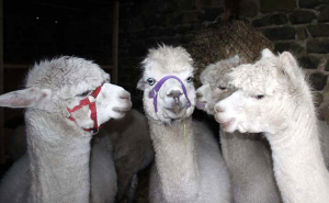 Alpacas