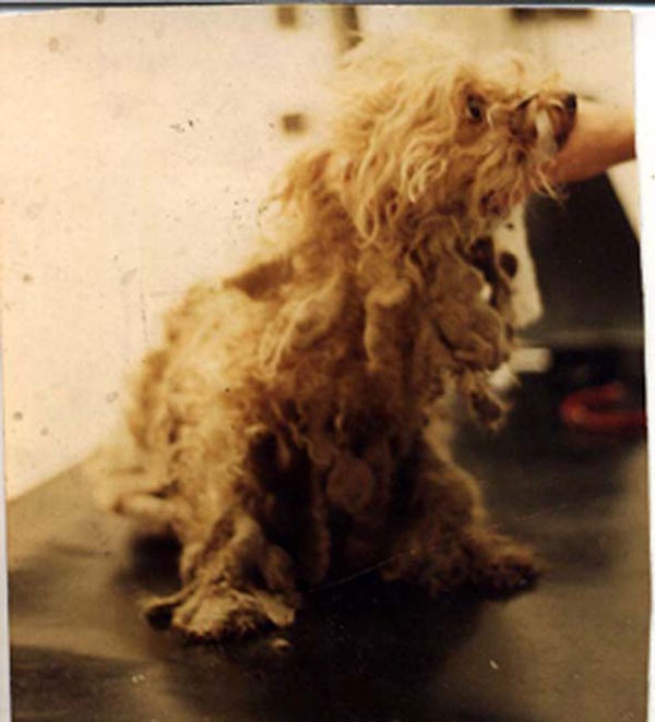 1-poodle-before-cecil-web